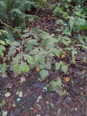 Rubus leucodermis