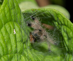 Avicularia