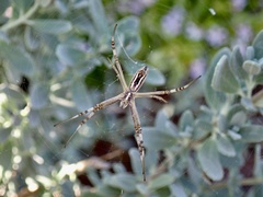 Argiope protensa