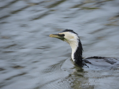 Microcarbo melanoleucos brevirostris