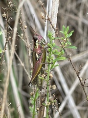 Paroxya atlantica