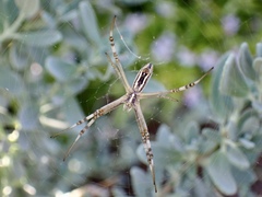 Argiope protensa