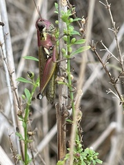 Paroxya atlantica