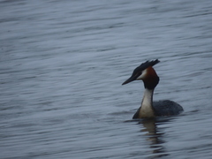 Podiceps cristatus australis