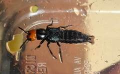 Creophilus erythrocephalus