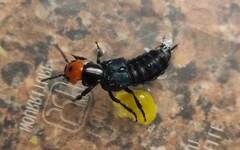 Creophilus erythrocephalus