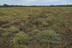 Frankenia serpyllifolia