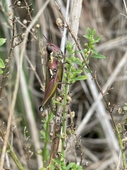 Paroxya atlantica