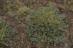 Frankenia serpyllifolia