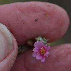 Frankenia serpyllifolia