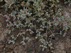 Frankenia serpyllifolia