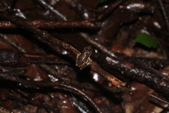 Scinax