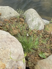 Fimbristylis