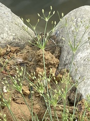 Fimbristylis