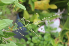 Aloysia citrodora