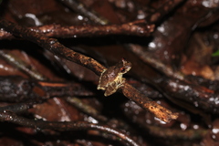 Scinax