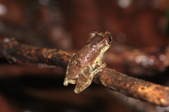 Scinax