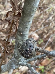 Callirhytis quercuspunctata