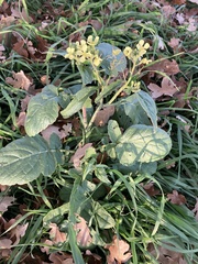 Raphanus raphanistrum