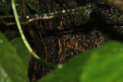 Scinax