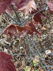 Callirhytis quercuspunctata