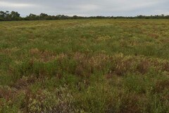 Cullen australasicum