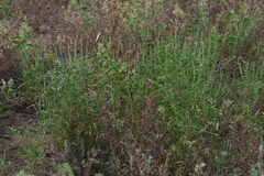 Cullen australasicum