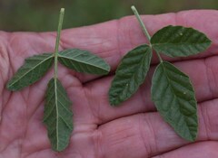 Cullen australasicum