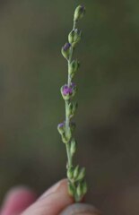 Cullen australasicum