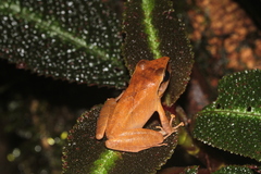 Pristimantis chiastonotus
