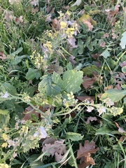 Raphanus raphanistrum