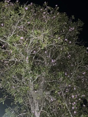 Tabebuia heterophylla