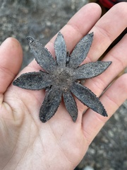 Astraeus hygrometricus