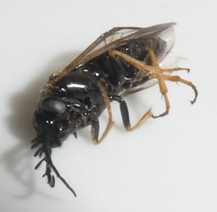 Cladius pectinicornis