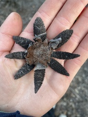 Astraeus hygrometricus