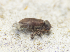 Anobium punctatum