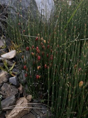 Ephedra gerardiana