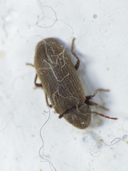 Anobium punctatum