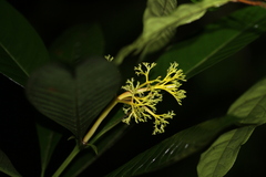 Palicourea quadrifolia