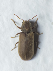 Anobium punctatum