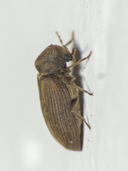 Anobium punctatum