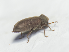 Anobium punctatum