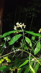 Palicourea quadrifolia