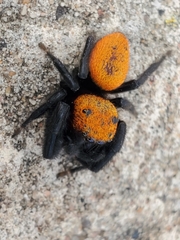 Phidippus