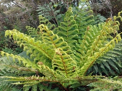 Cyathea smithii