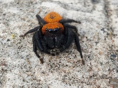 Phidippus