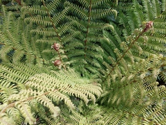 Cyathea smithii