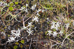 Lucilia kunthiana
