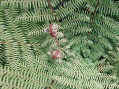 Cyathea smithii