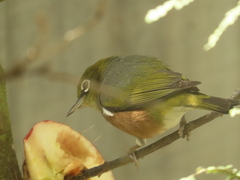 Zosterops lateralis lateralis